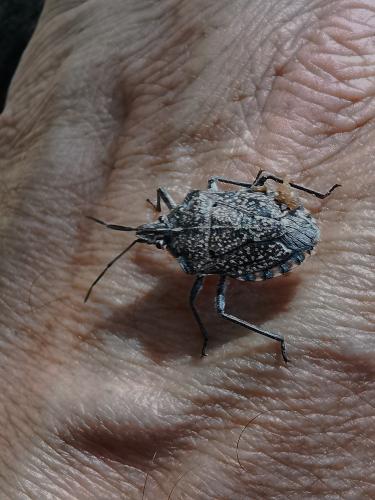 Réf. 291 521 : Atelocera armata